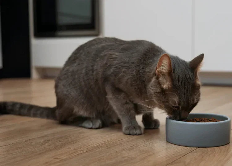 Best Diet for Cats: Wet vs Dry Food Explained