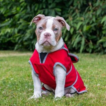 Ancol Stormguard Dog Coat Poppy Red X-Small 25cm x 1