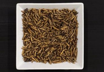 J&J Dried Calciworms 12.55kg Box