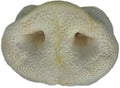 K9 Chew Co. Puffed Pig Snout x 50