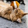 Ancol Jittery Mice Cat Toy x 12