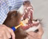 Arm & Hammer 360 Toothbrush for DOGS x 1