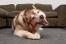 Bamboodles Y-Bone Dog Chew Bacon Large 7.25" x 1