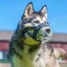 Baskerville INVISA Muzzle Size 3 x 1