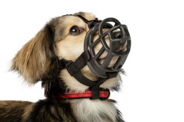 Baskerville Ultra Basket Muzzle Size 1 x 1