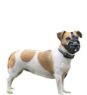 Baskerville Ultra Basket Muzzle Size 2 x 1