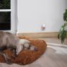 Beaphar DOG CaniComfort Calming Diffuser 30-Day Refill x 1