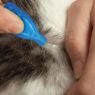 Beaphar FIPROtec Cat Flea Drops 4 Tube x 1