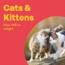 Bob Martin Clear Spot-On Cat Wormer 2 Tube x 1