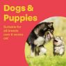 Bob Martin Delicious Dog Condition 100 Tab x 1