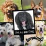 Bugalugs 2-in-1 Papaya & Coconut Luxury Shampoo 500ml x 1