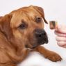 Fish4Dogs Love Salmon Cubes 85g x 10