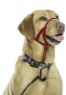 Halti Headcollar Red Size 4 x 1