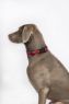 Halti Comfort Collar Small 25-35cm Black x 1