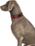 Halti Comfort Collar Small 25-35cm Red x 1