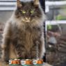 HiLife Cat Can Tuna Loin in Sauce 70g x 12