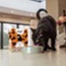 HiLife Cat Pouch Complete Chicken Pate Selection 70g 8pk x 4
