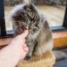 HiLife Freeze-Dried Duck Breast Cat Treats 10g