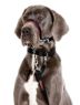 Halti Optifit Headcollar Black Large x 1