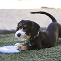 KONG Puppy Flyer x 1