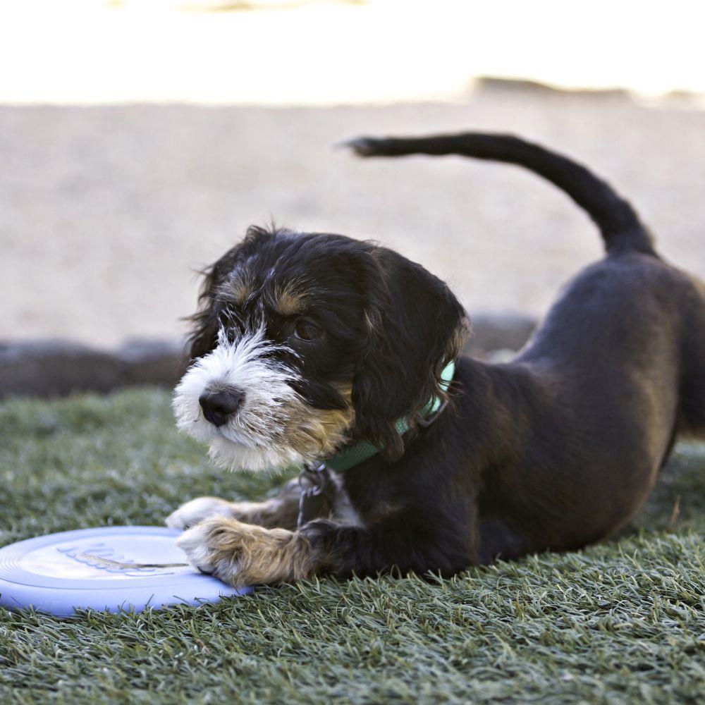 KONG Puppy Flyer x 1