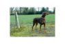 Ancol Tie-Out Cable Medium 2.3m x 1