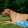 Ancol Ice Paws Cooling MAT - Small Blue 60 x 45cm x 1
