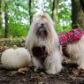 Ancol Highland Red Tartan Coat Small 30cm x 1