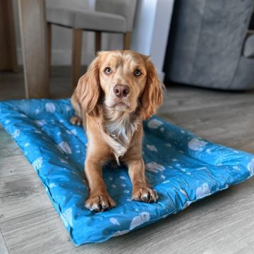 Ancol Ice Paws Cooling BED - Large Blue 91 x 68cm x 1