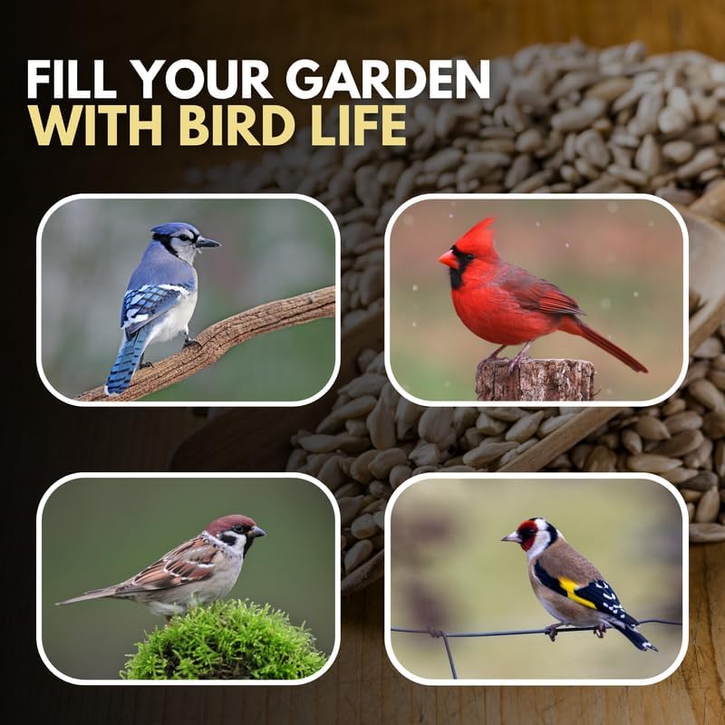 Premium Sunflower Heart Seeds Wild Bird Food – High Energy, No Mess Bird Feed