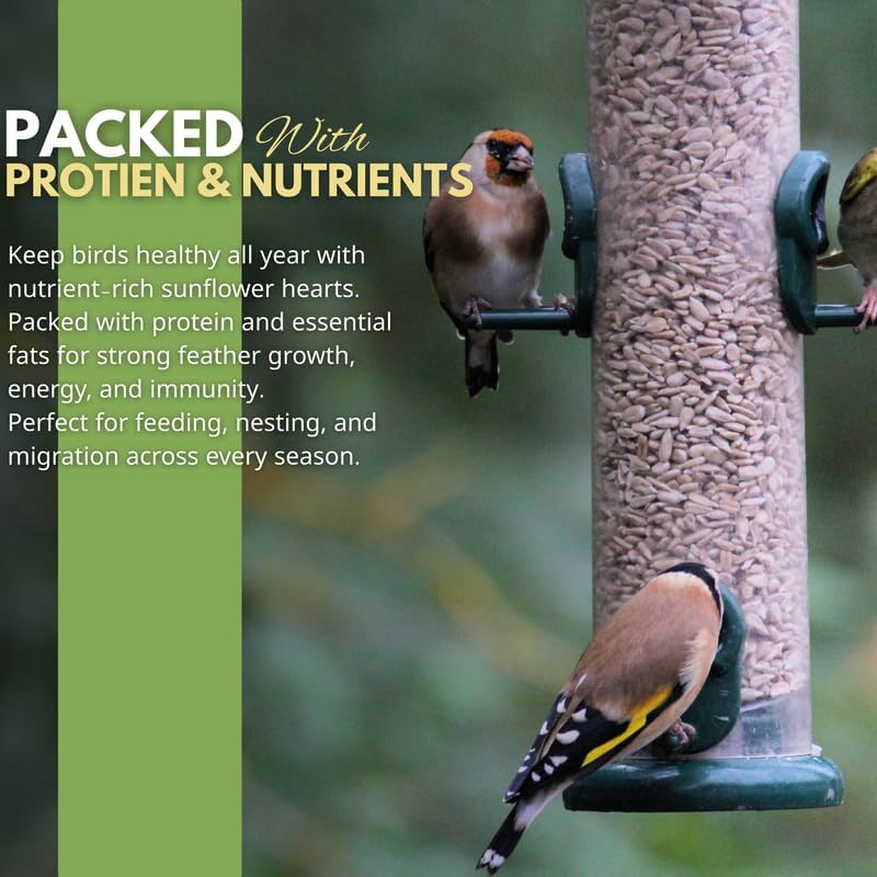 Premium Sunflower Heart Seeds Wild Bird Food – High Energy, No Mess Bird Feed