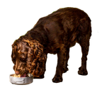 Freeze Dried Turkey Raw Dog Food Nuggets 7 x 120g