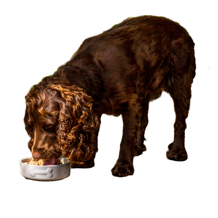 Freeze Dried Turkey Raw Dog Food Nuggets 7 x 120g